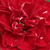 Rdeča - Vrtnice Floribunda - Dalli Dalli®